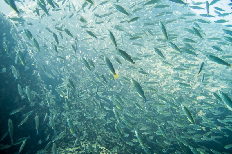 Cyprichromis sp. 'dwarf jumbo' Nondwa Point